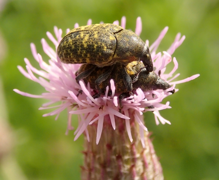 Larinus da Id. - Larinus turbinatus